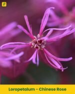 Chinese Rose Plant - Loropetalum