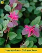 Chinese Rose Plant - Loropetalum