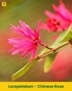 Chinese Rose Plant - Loropetalum