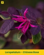 Chinese Rose Plant - Loropetalum
