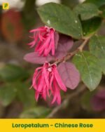 Chinese Rose Plant - Loropetalum
