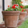 Mud Pots / Terracotta Pots