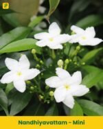 Nandhiyavattam Plant - Mini