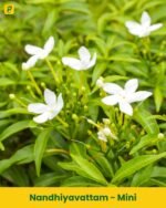 Nandhiyavattam Plant - Mini
