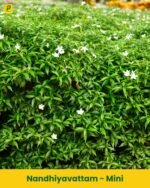 Nandhiyavattam Plant - Mini
