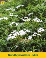 Nandhiyavattam Plant - Mini