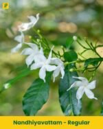 Nandhiyavattam Plant - Regular