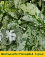 Nanthiyavattam Variegated - Regular