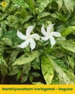 Nanthiyavattam Variegated - Regular