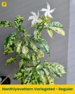 Nanthiyavattam Variegated - Regular