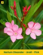 Arali Plant - Pink