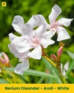 Arali Plant - White