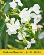 Arali Plant - White