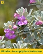 Nikodia Plant