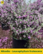 Nikodia Plant