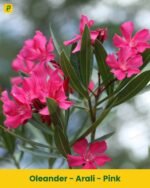 Arali Plant - Pink