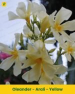 Arali Plant - Yellow