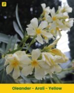 Arali Plant - Yellow