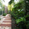 Outdoor Plants