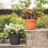 Outdoor Pots