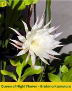 Brahma Kamalam Plant - Queen of Night Flower