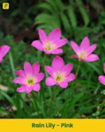 Rain Lily - Pink