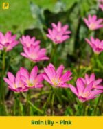 Rain Lily - Pink