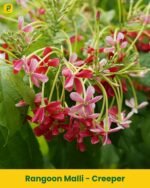 Rangoon Malli - Creeper
