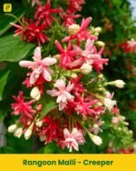Rangoon Malli - Creeper