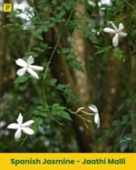 Spanish Jasmine - Jaathi Malli