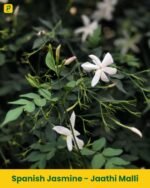 Spanish Jasmine - Jaathi Malli
