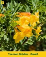 Tecoma Golden - Dwarf