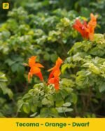 Tecoma - Orange - Dwarf