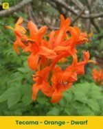 Tecoma - Orange - Dwarf