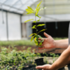 Tree Plants