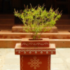 Tulsi Madam Pots