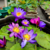 Water Plants