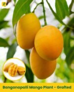 Banganapalli Mango Plant - Grafted