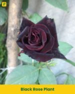 Black Rose Plant