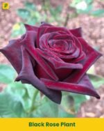 Black Rose Plant