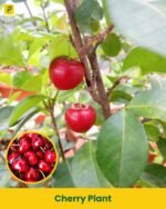 Cherry Plant