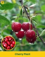 Cherry Plant