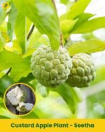 Custard Apple Plant - Seetha