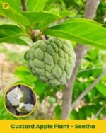 Custard Apple Plant - Seetha