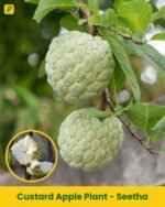 Custard Apple Plant - Seetha